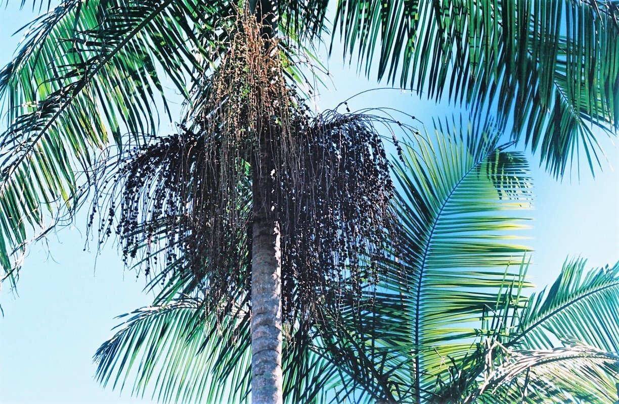 Fruto da palmeira juçara vira fonte de renda e preservação da Mata  Atlântica em SP, Globo Rural